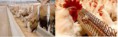 ANIMAL & BIRD FEED PRODUCTS