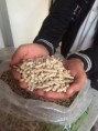 WOOD PELLETS PREMIUM A1 WOOD PELLETS